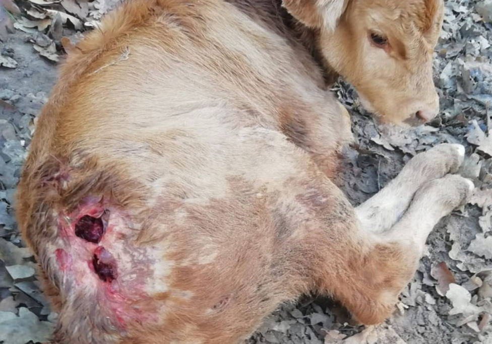 Asaja denuncia la muerte de un ternero a consecuencia del ataque de buitres en Cuillas del Valle