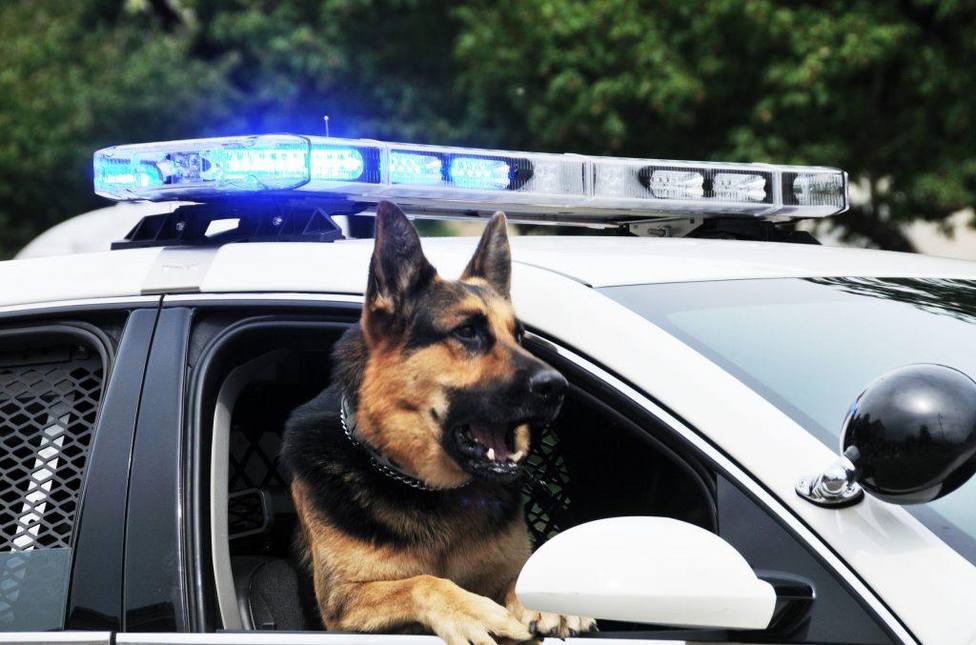 ¿Qué pasa con los perros policía cuando son jubilados?