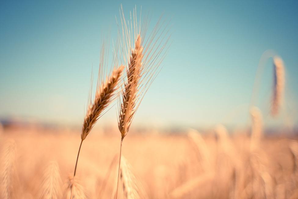 La producción de cereal en la provincia de Córdoba será baja esta campaña pero de buena calidad