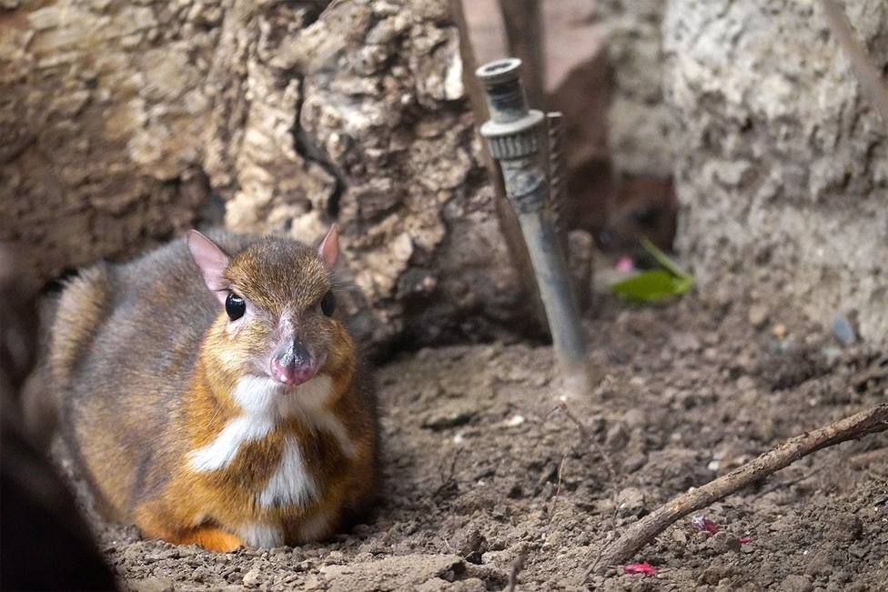 Nace en Fuengirola un ciervo ratón, una curiosa especie con cuatro estómagos