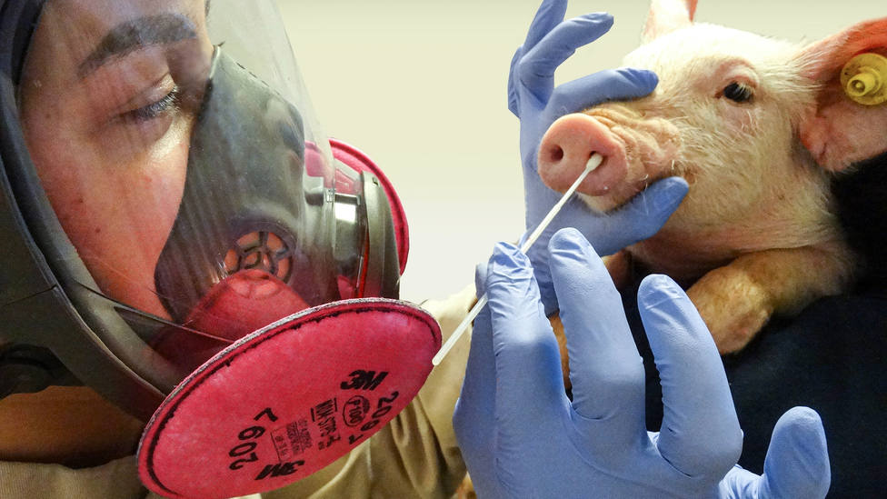 La cepa de la gripe porcina ha pasado de humanos a cerdos casi 400 veces desde 2009
