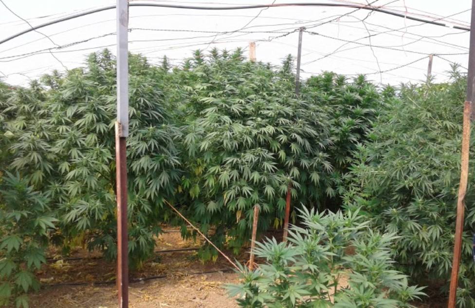 Plantación de marihuana descubierta en Almazán