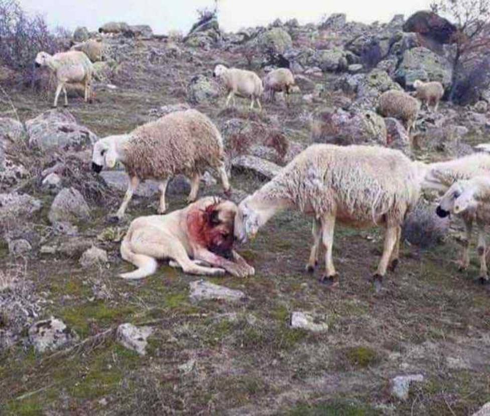 Un perro pastor defiende a una oveja de un lobo y esta es su sorprendente reacción