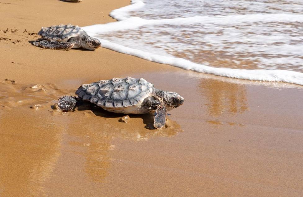Vuelven al mar 10 de las tortugas bobas nacidas hace un año en Calblanque
