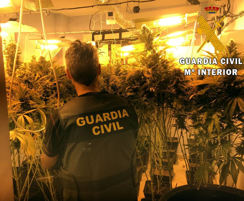 Localizan una plantación de marihuana tras el aviso del hallazgo de un cadáver en un piso de Roquetas