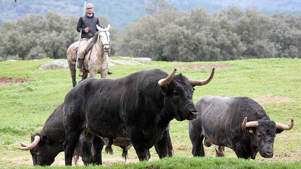 Varios de los toros de José Escolar que se lidiarán en Vic-Fezensac