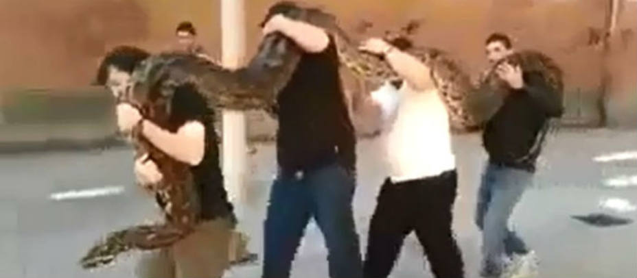 Imagen del vídeo en el que varias personas trasladan a la pitón. Youtube