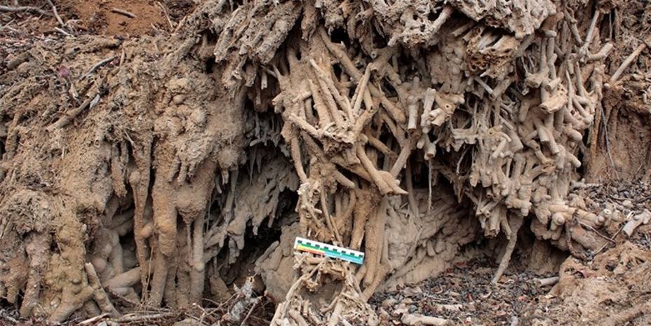 La forma de riego de las plataneras en Canarias ha generado en 30 años un paisaje similar al de Pamukkale (Turquía)