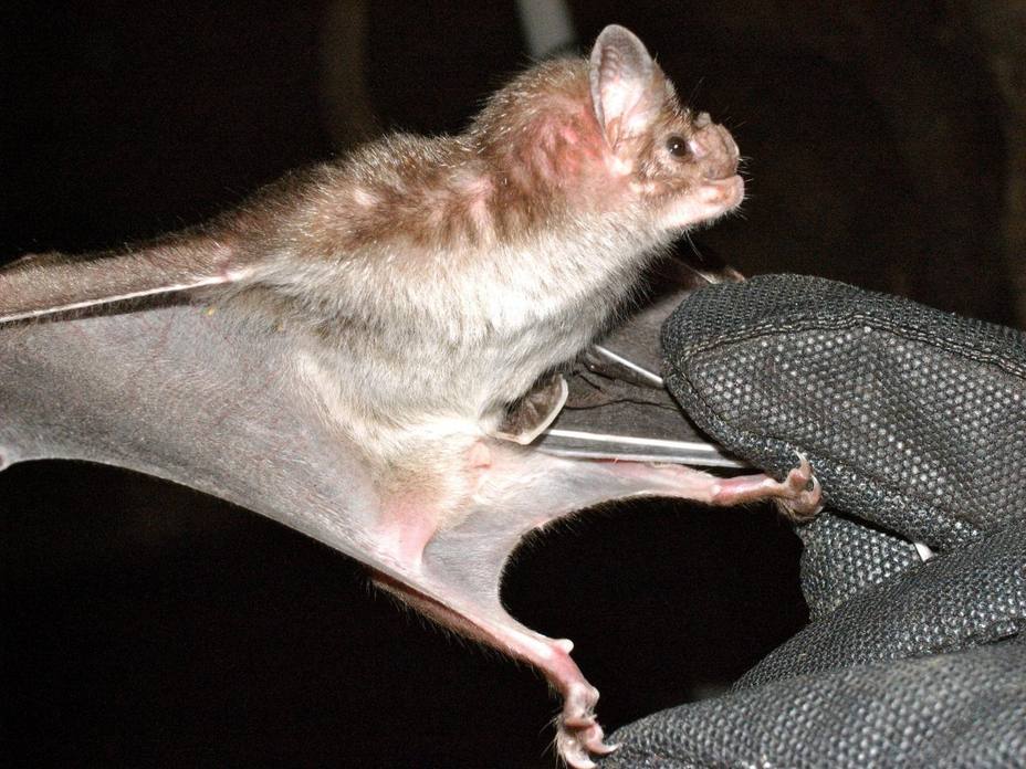 Investigadores sugieren que el veneno de un murciélago puede servir para crear nuevos tratamientos médicos