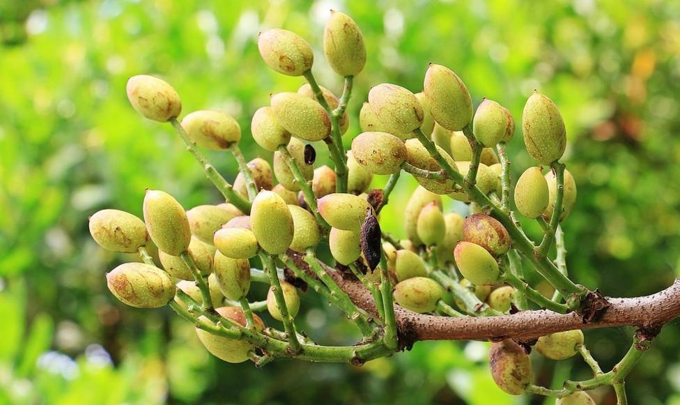 UPA Jaén apuesta por el pistacho como un cultivo viable y complementario del olivar