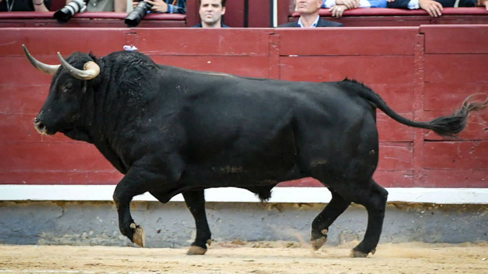 Contratista, el toro de Cuadri considerado como el mejor de la temporada 2019 en Las Ventas