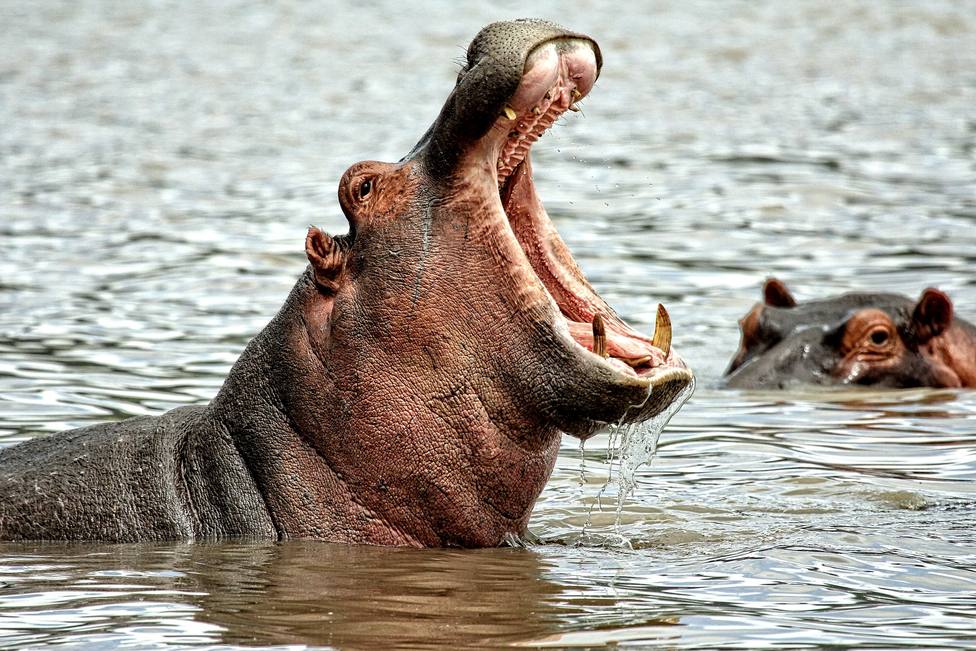 La sorprendente herencia de hipopótamos de Pablo Escobar con los que Colombia no sabe qué hacer