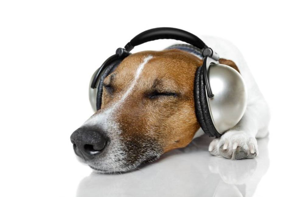 La reacción viral de un perro a su canción favorita: sincronización perfecta... ¡con las orejas!