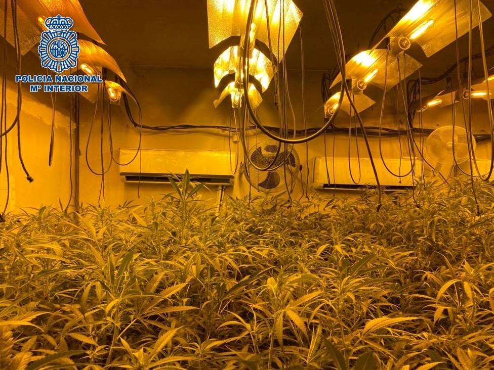 Desmantelan una de las mayores plantaciones de marihuana de la capital con más de 85 kilos