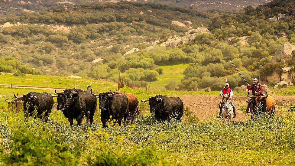 La crianza del toro bravo será impulsada desde la Junta de Andalucía