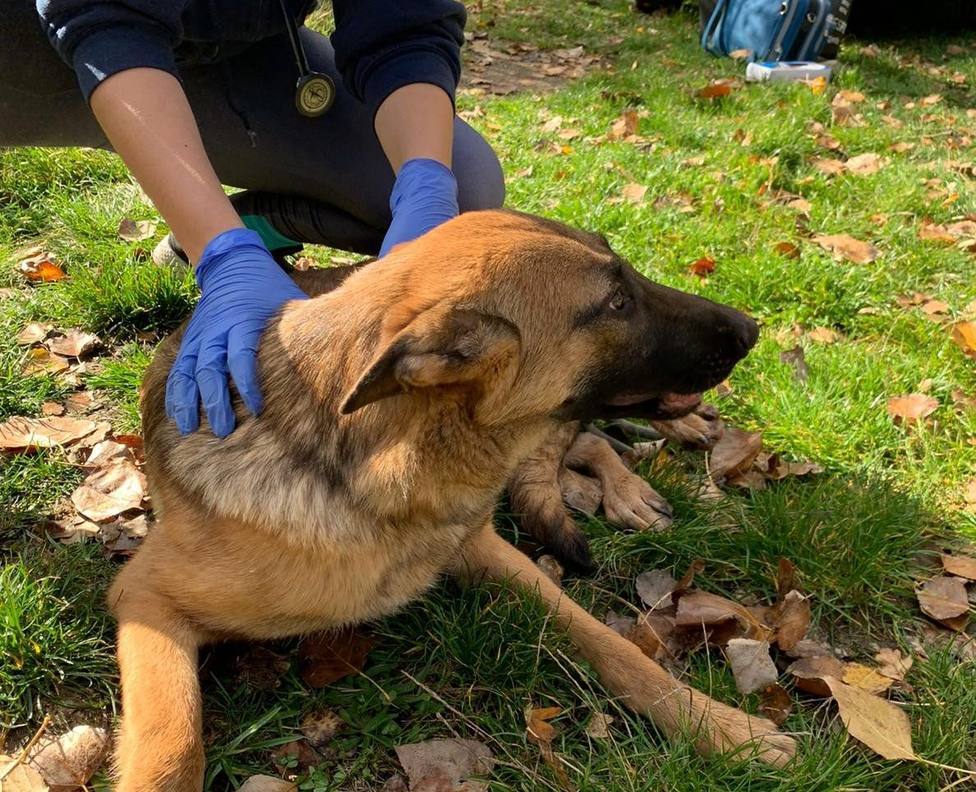 Adenovirus: Un municipio en Vizcaya pone en alerta a dueños de perros por un brote de tos de las perreras