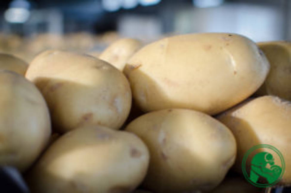 Conoce el tesoro culinario defendido por la OEPM: las patatas de Sanlúcar