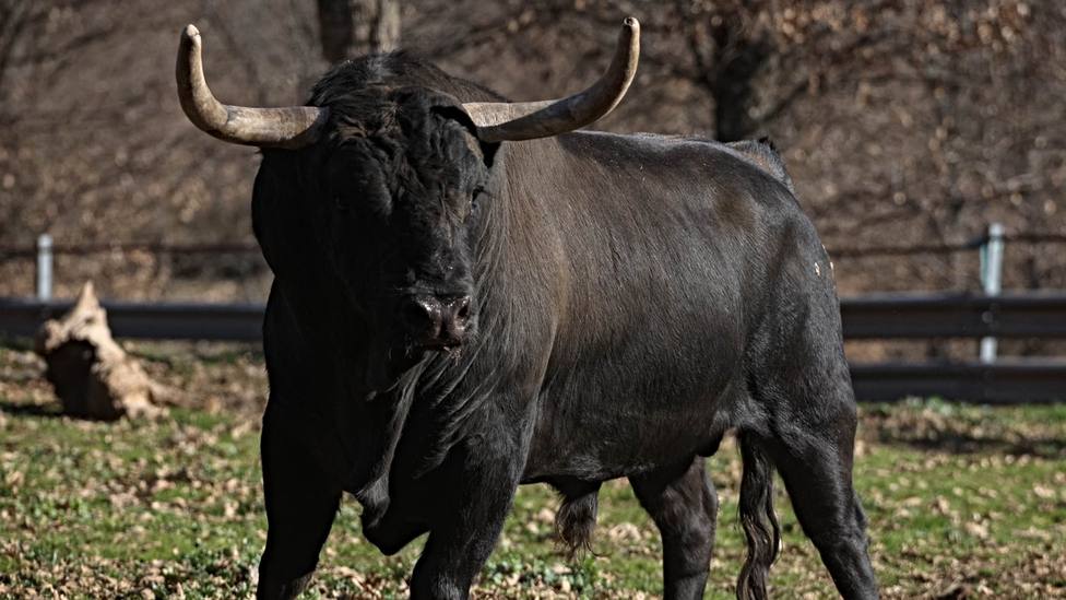 Uno de los toros de los Hermanos García Jiménez reseñados para el encierro de Sanse
