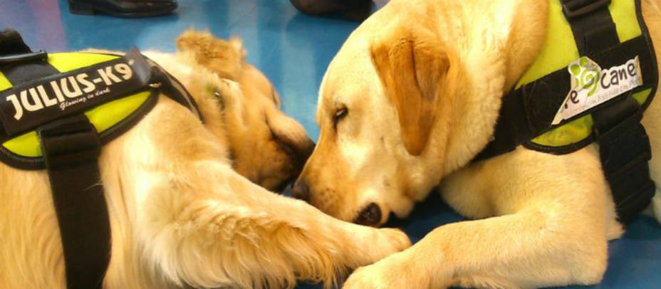 Los perros de Entrecanes, grandes amigos para enseñar a combatir el acoso escolar