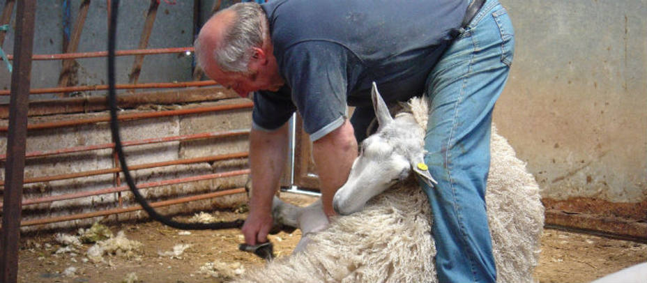 Esquilando una oveja. Wikimedia