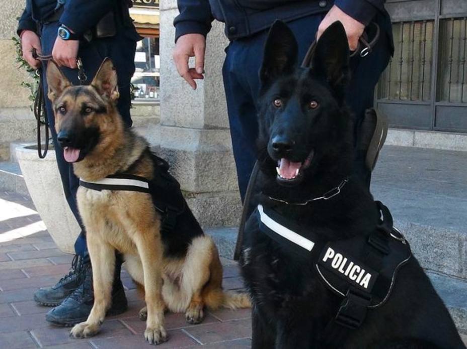 Tusco y Baro, los dos perros de la Unidad Policial Canina