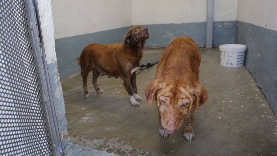 Hallan en Gran Canaria cinco perros muertos y 19 en pésimo estado