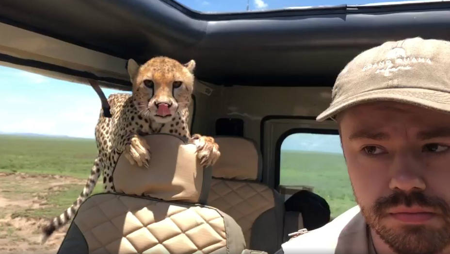 Un guepardo se cuela en el coche de un turista durante un safari en Tanzania