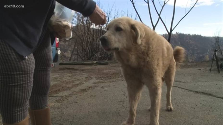 La emotiva reacción de un perro al ver a sus dueños un mes después de que el fuego arrasara su casa