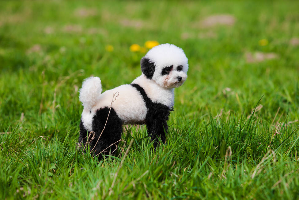Perros Pandas: última moda en China