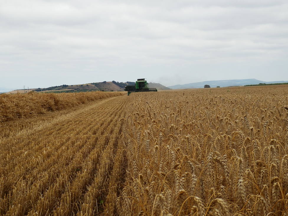 Finaliza la cosecha de cereal en La Rioja con un incremento generalizado de rendimientos en toda la región