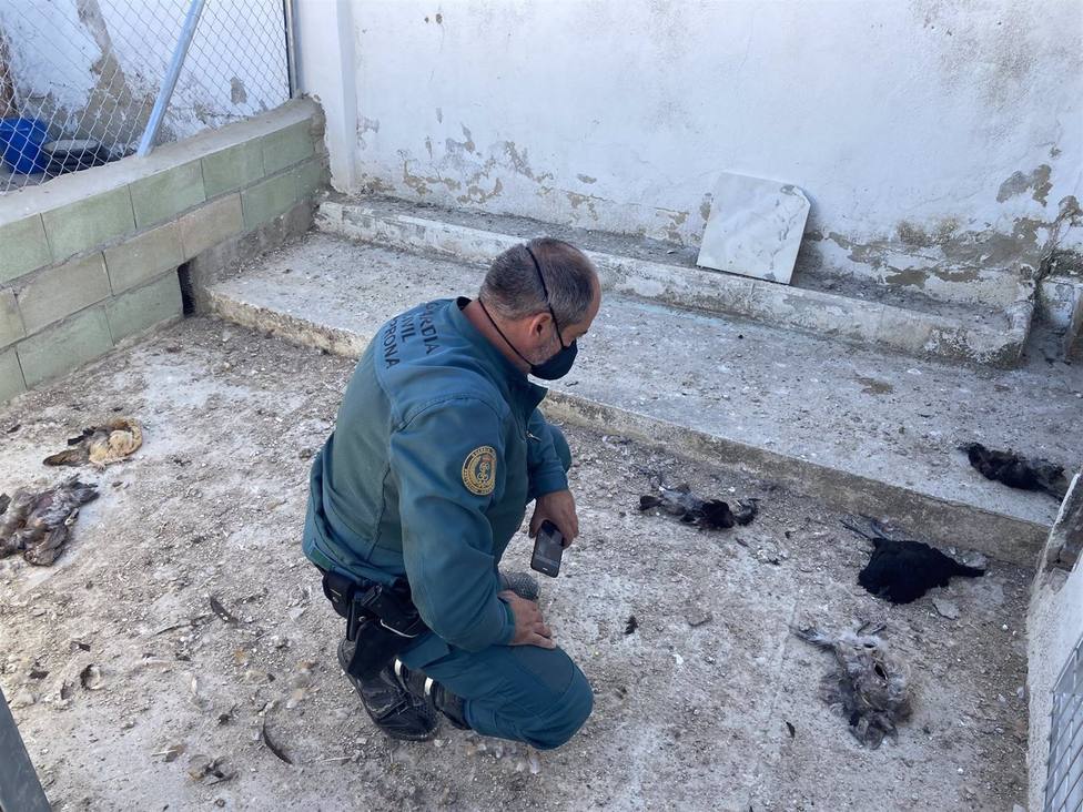 Investigado en Lucena por presunto maltrato animal tras la muerte de perros, gallinas y canarios