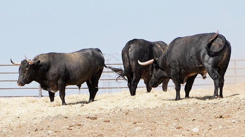Varios de los toros de Victorino Martín reseñados para Yepes