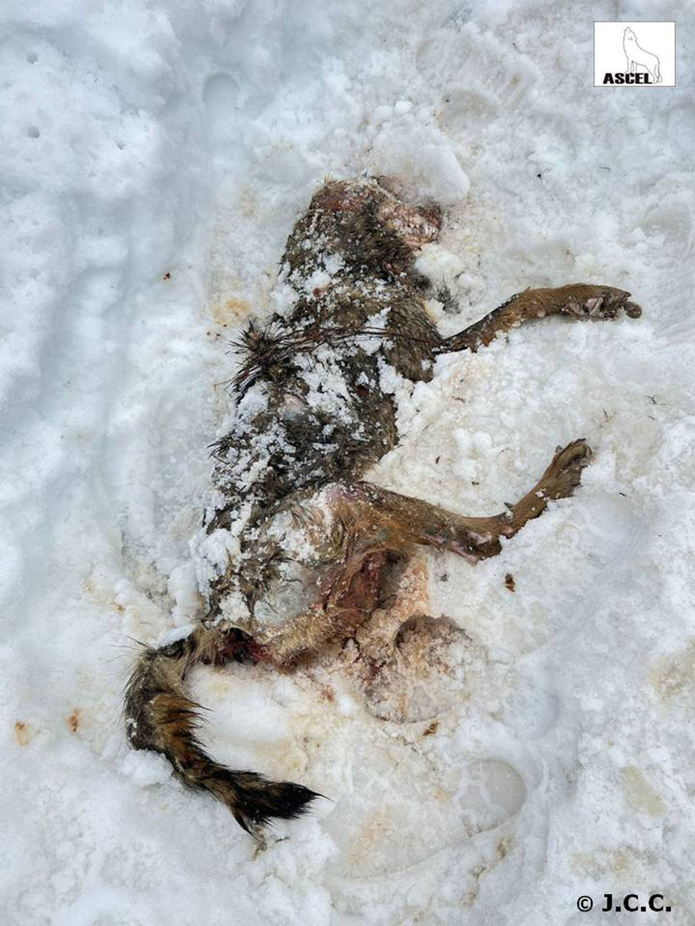 ASCEL denuncia la aparición de una loba muerta por disparo en Burgos