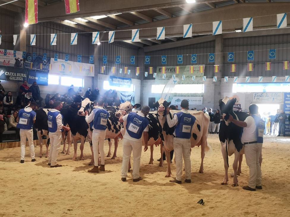 Concurso de ganado frisón en la Moexmu