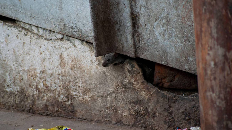 El divertido método de una vecina de Huesca para acabar con las ratas de su negocio: Cuando nos veían...