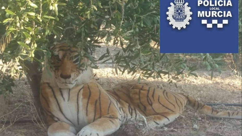 Un tigre pone “en alerta” a la policía de Murcia