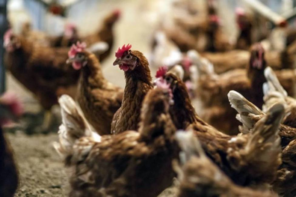 Clausuran un corral en Asturias por el ruido que hacen los gallos