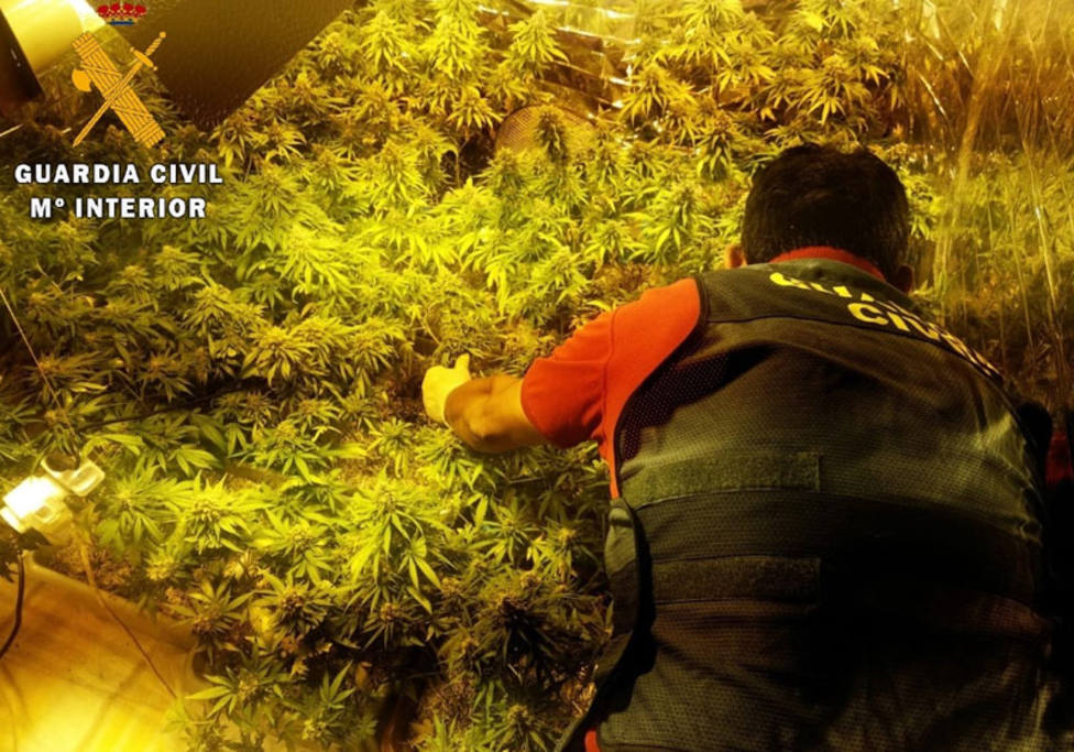 La Guardia Civil incauta la mayor cantidad de marihuana cultivada Indoor realizada en Palencia
