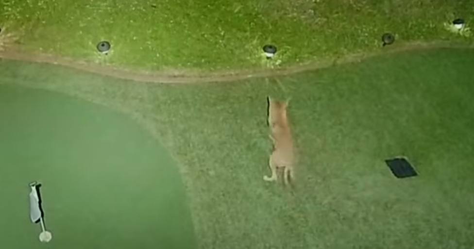 Un coyote se cuela en un campo de golf y deja a todos alucinados con su talento oculto