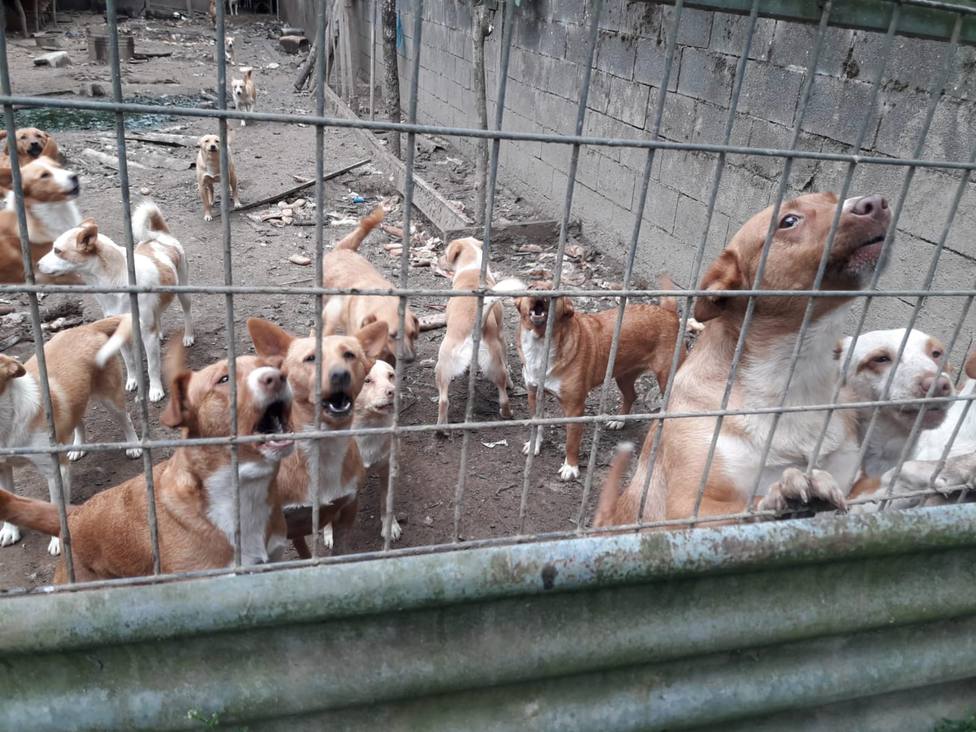 Lugo pide ayuda para atender a un centenar de perros hallados en una vivienda
