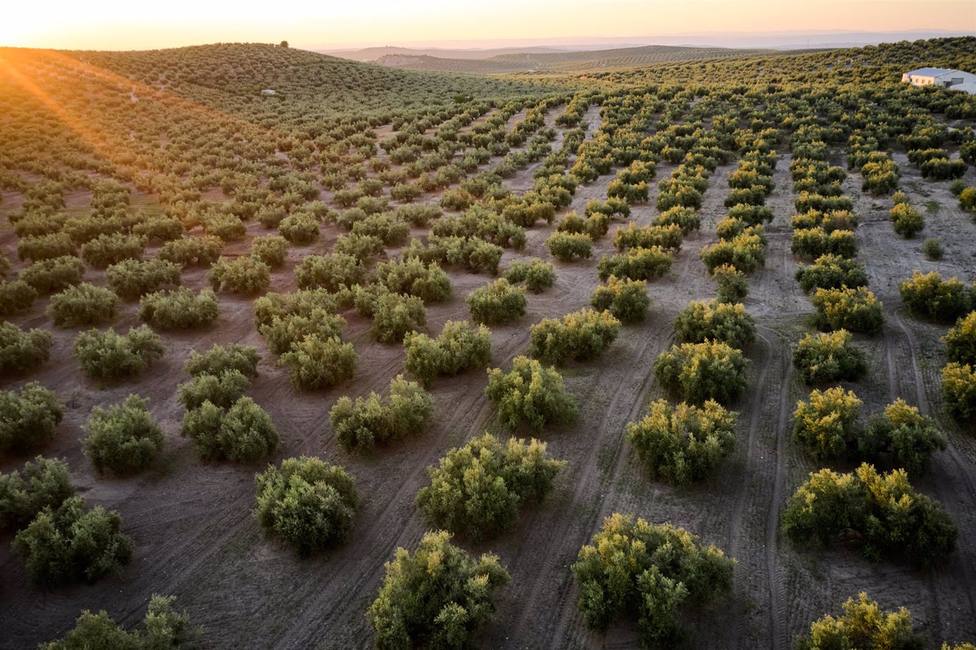 AEMO y Deoleo se alían para reconocer al olivar y a la almazara más sostenibles de España