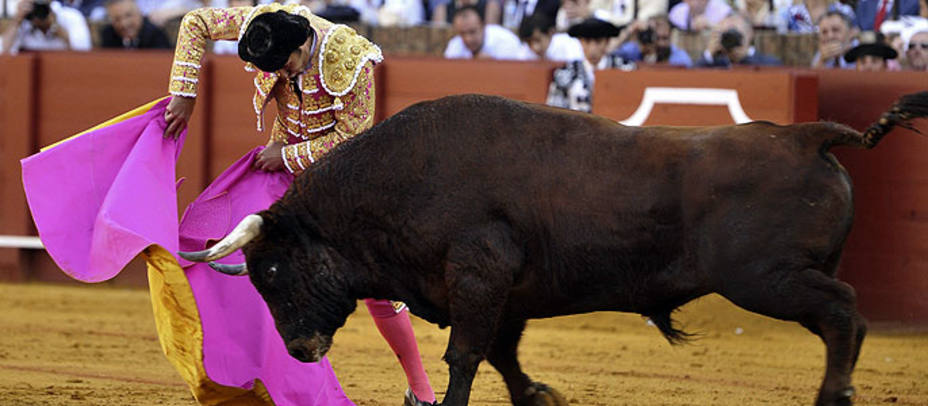 David Mora saludando de capote a Niñito, el gran toro de El Pilar. EFE
