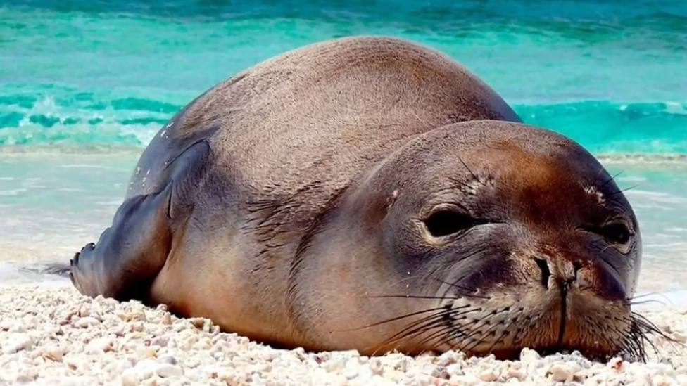 La foto de una foca que se ha viralizado por su inquietante aspecto humano