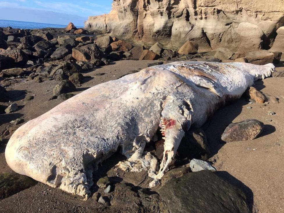 Sucesos.- Retiran un cachalote muerto de mÃ¡s de 10 toneladas que varÃ³ en una playa de MogÃ¡n (Gran Canaria)