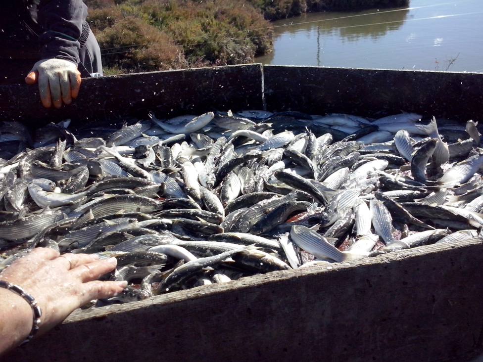 El gastroturimo gaditano se agarra al pescado de estero y el atún rojo de almadraba