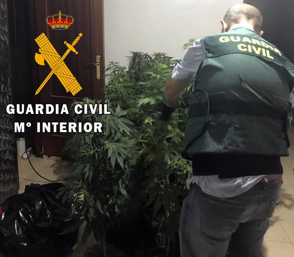 La Guardia Civil detiene a una persona y desmantela un cultivo de marihuana en Roquetas (Almería)