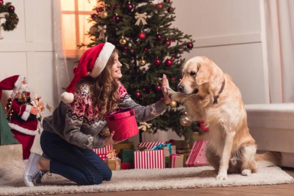 Descubre las seis mejores propuestas de regalos de Navidad para tu perro