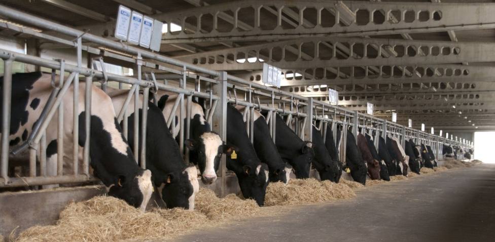 Vacas frisonas en una explotación de la provincia de Lugo