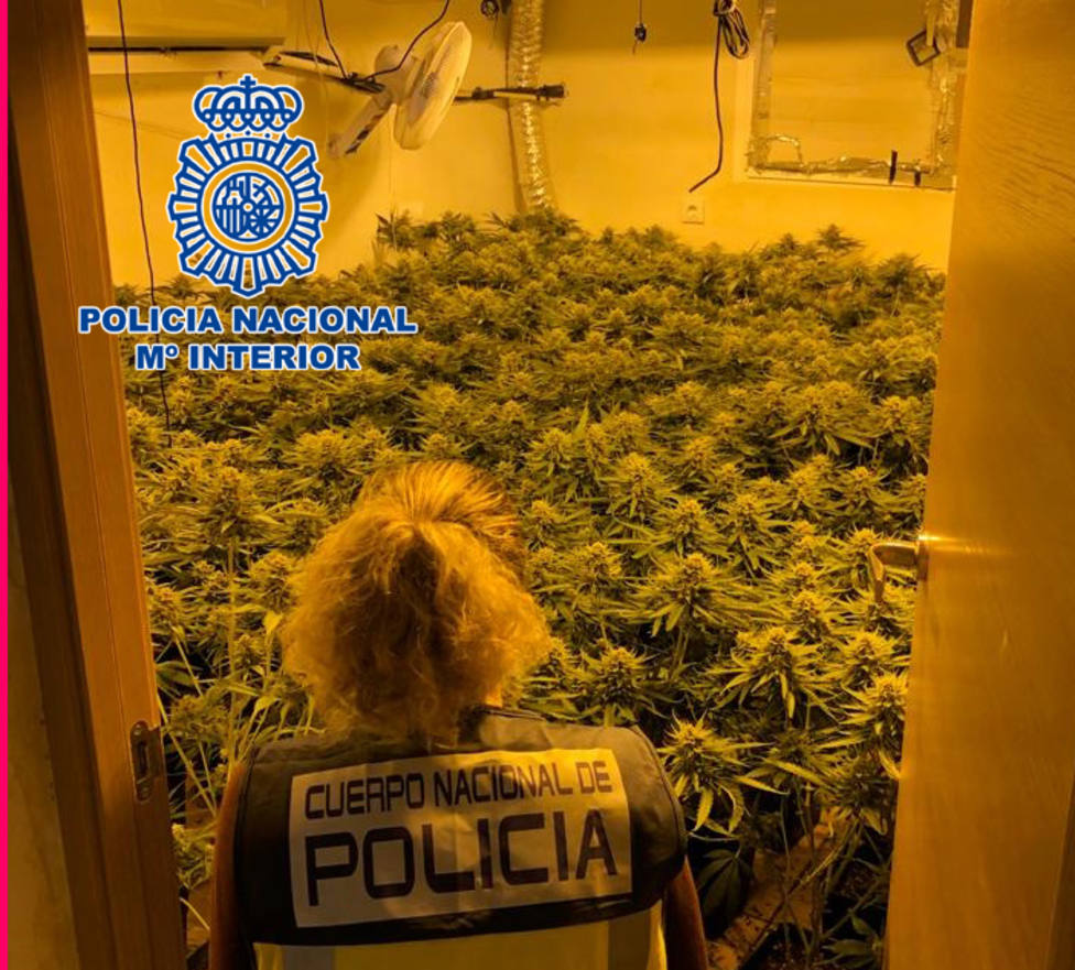Doble golpe policial contra el cultivo de marihuana en Almería: 630 plantas intervenidas y tres detenidos