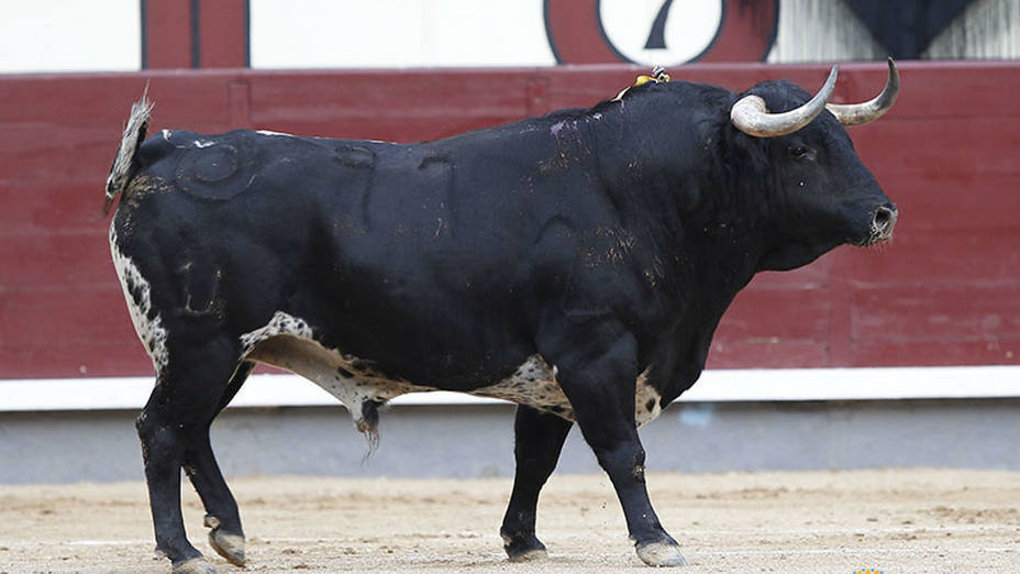 Escandaloso, el toro de Montalvo protagonista de las crónicas del quinto festejo de San Isidro